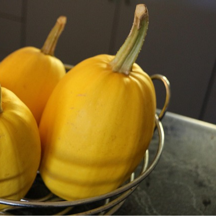 Courge Spaghetti - godet 8 cm