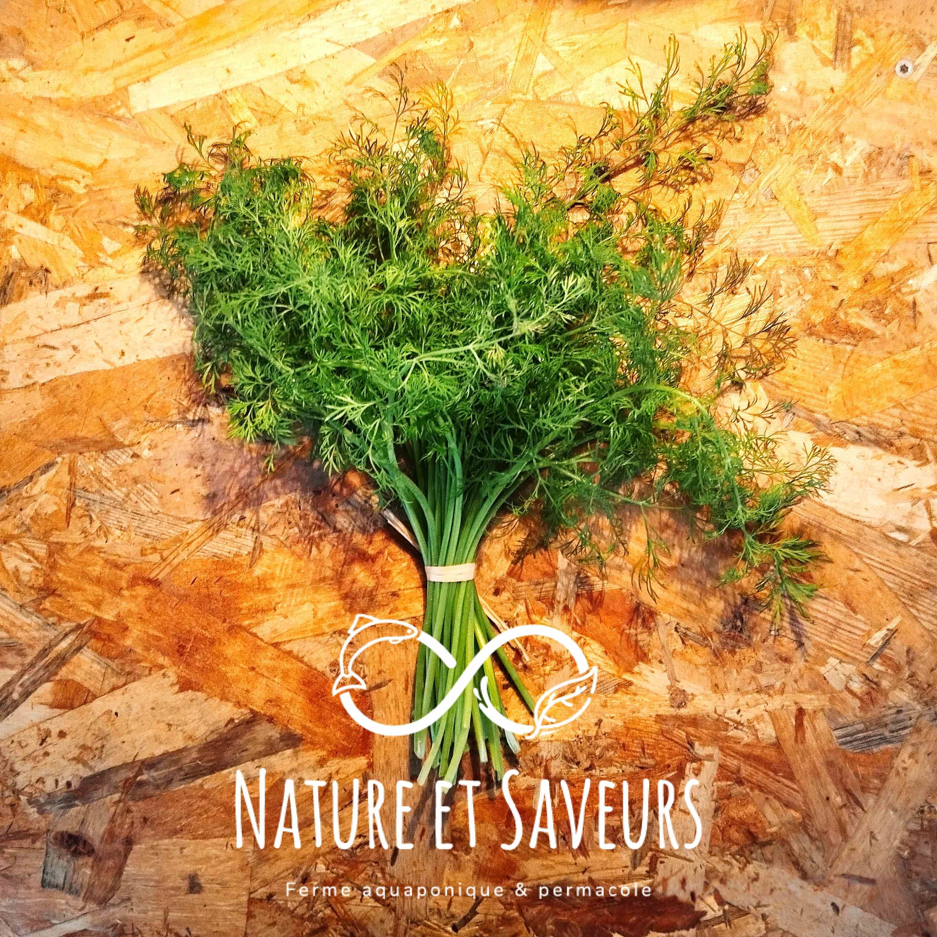 Aneth frais – Une touche anisée pour sublimer vos recettes - 30g