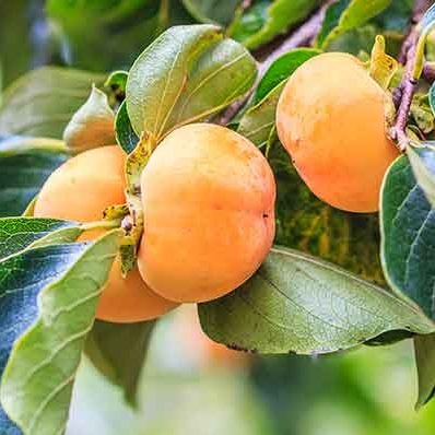 Plaqueminier (kaki) 'Fuyu' / Lotus Racines nues / Inférieur à 1m