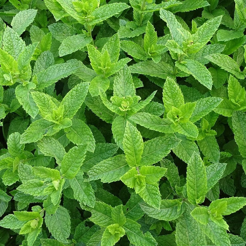 Menthe (Mentha spicata var. crispa) 'Marroccan' - 1l