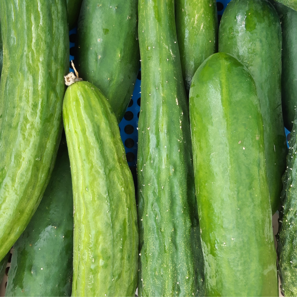 CONCOMBRE - 500g