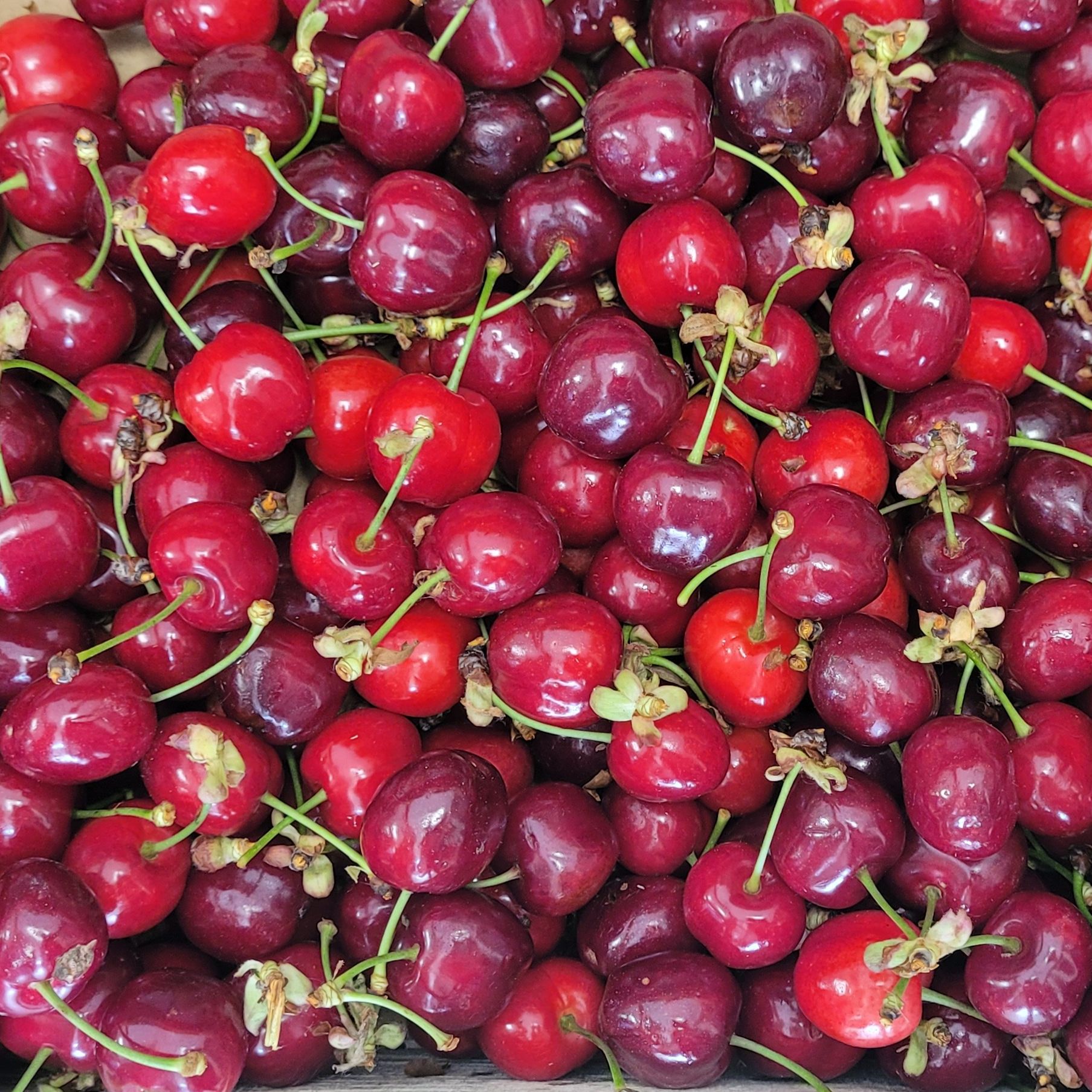 CERISES BURLAT - 1kg
