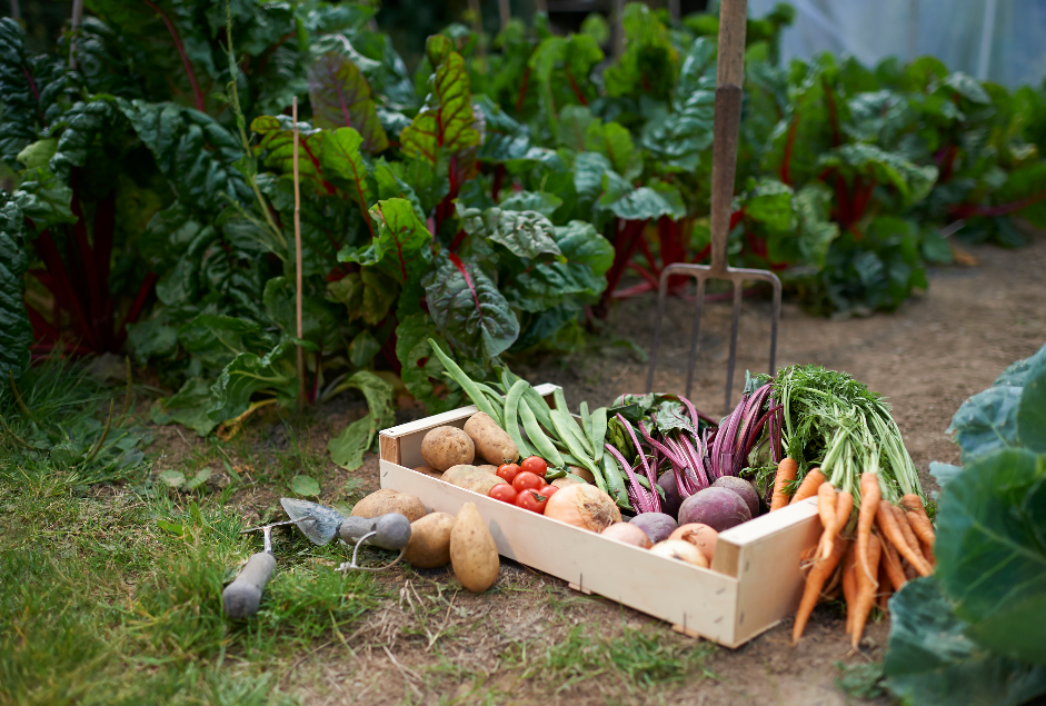 Abonnement Panier Compagnie 25 euros sur 44 semaines.