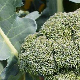 BROCOLI NINE STAR PERPÉTUEL