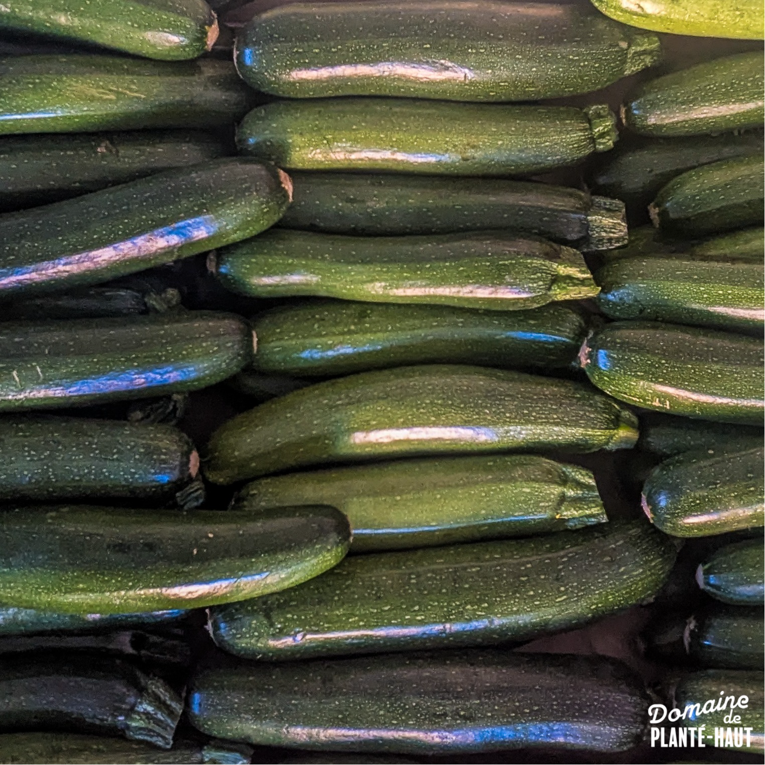Courgette verte (calibre moyen)