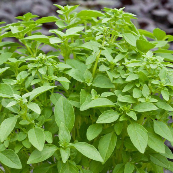 Basilic Citron