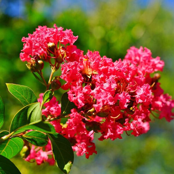 Lilas des Indes - Lagerstroemia indica "Collonges la Rouge"