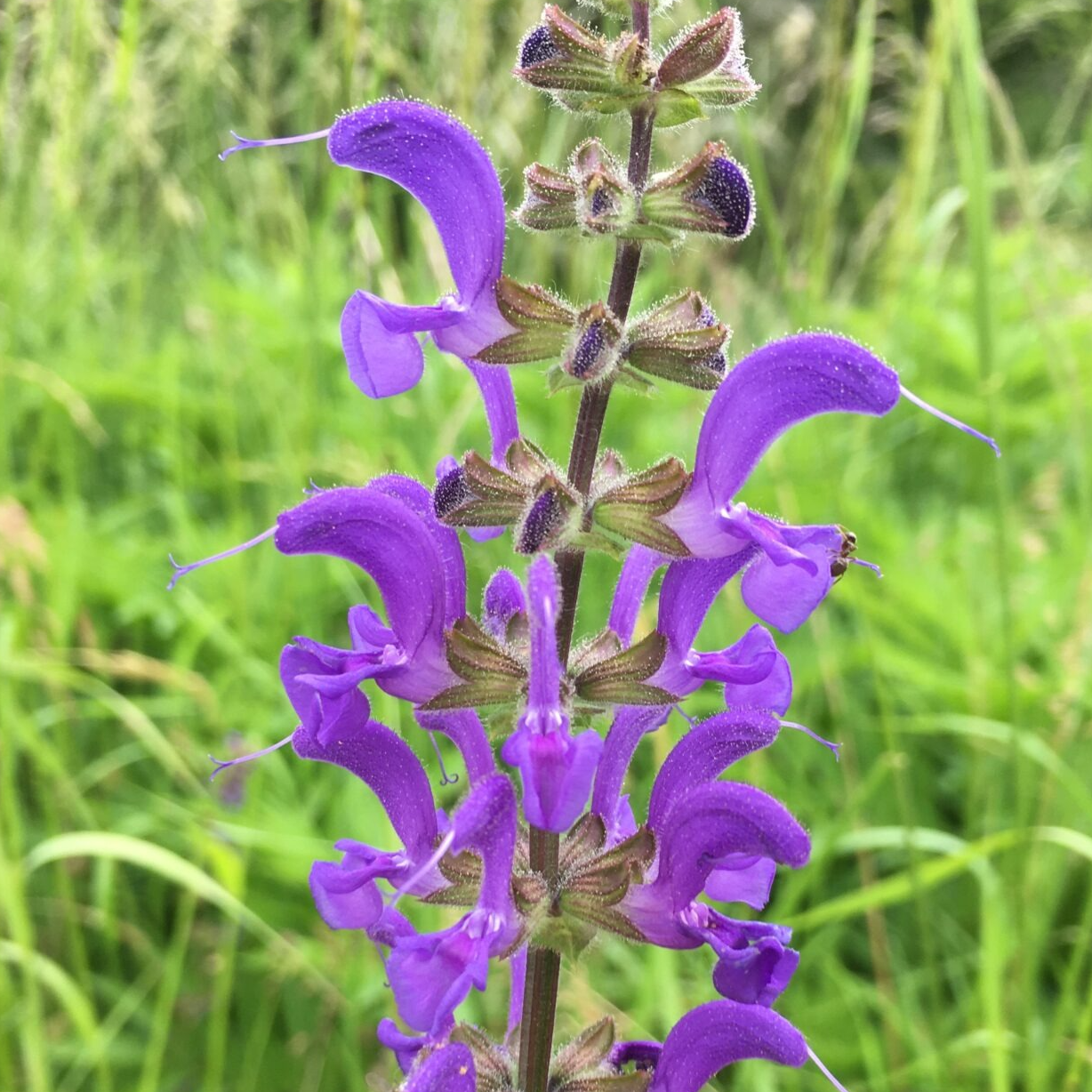 Fleurs de Sauge des prés (par 25)