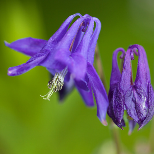 ANCOLIE DES JARDINS Bio