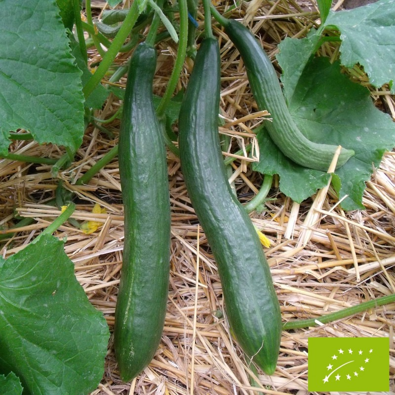 PLANT DE CONCOMBRE LONG LISSE Rollinson's Telegraph