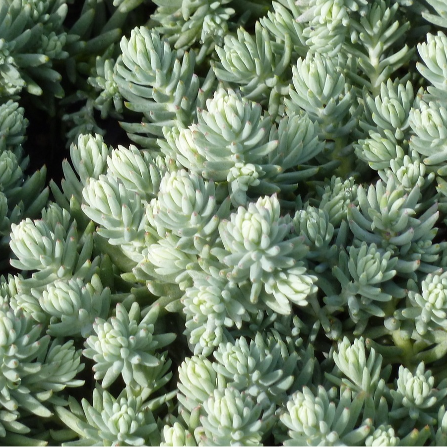 Sedum sediforme silver en pot 12 cm