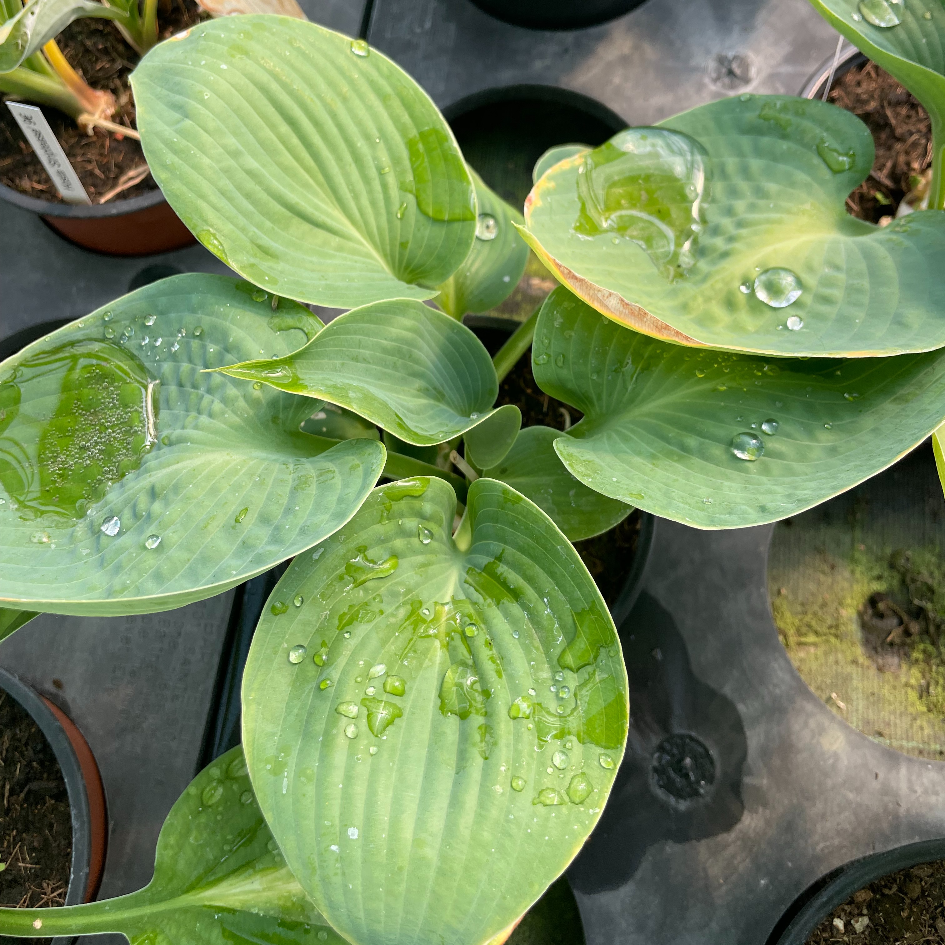 Hosta 'Abiqua Drinking Gourd’