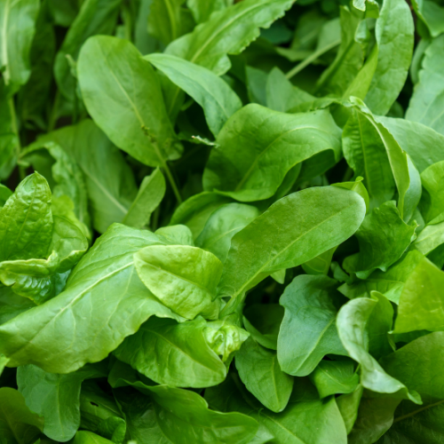 ÉPINARD PERPETUEL Bio