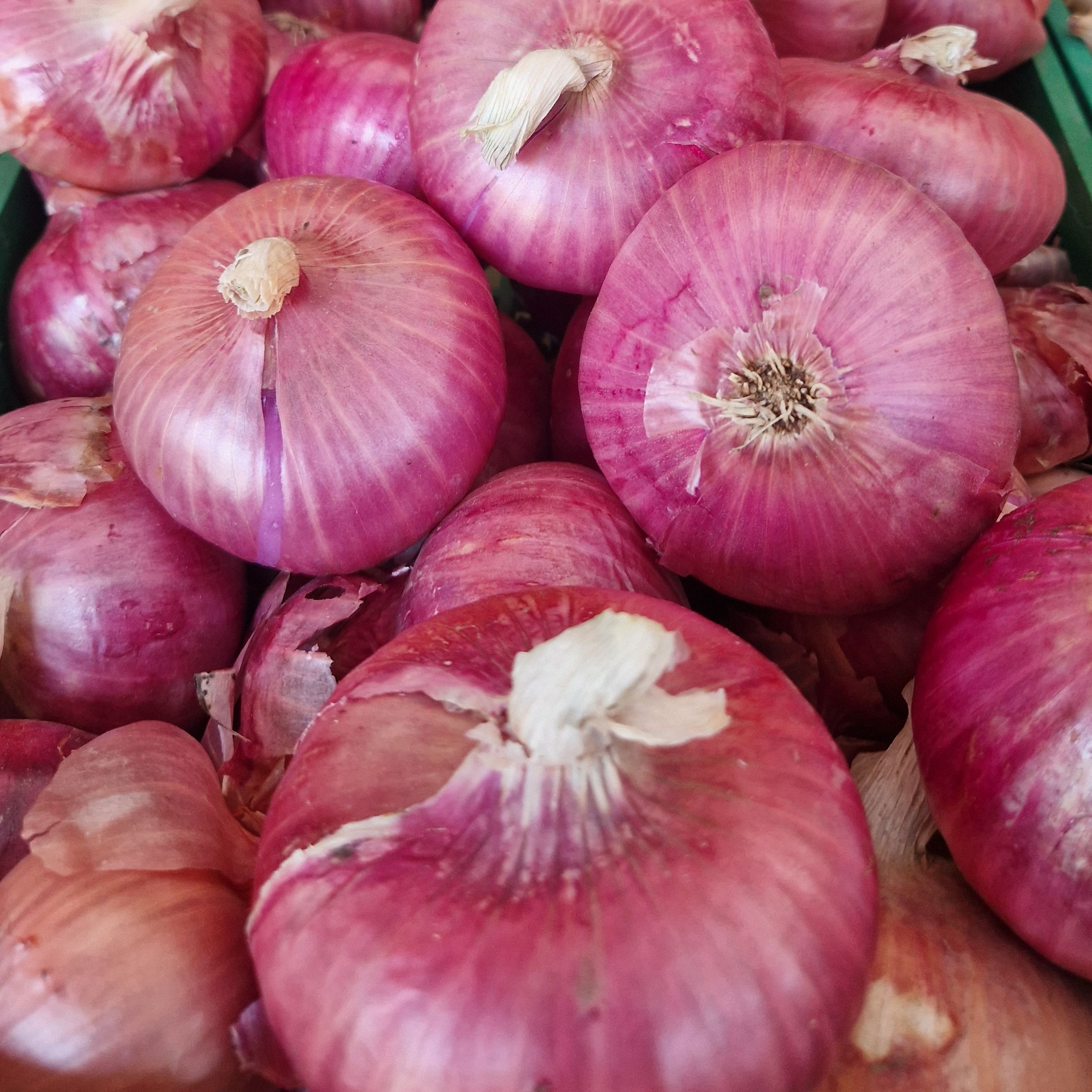 OIGNON  de TOULOUGES