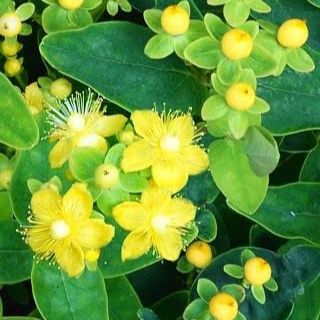 Millepertuis arbustif - Hypericum inodorum "Magical Sunshine"
