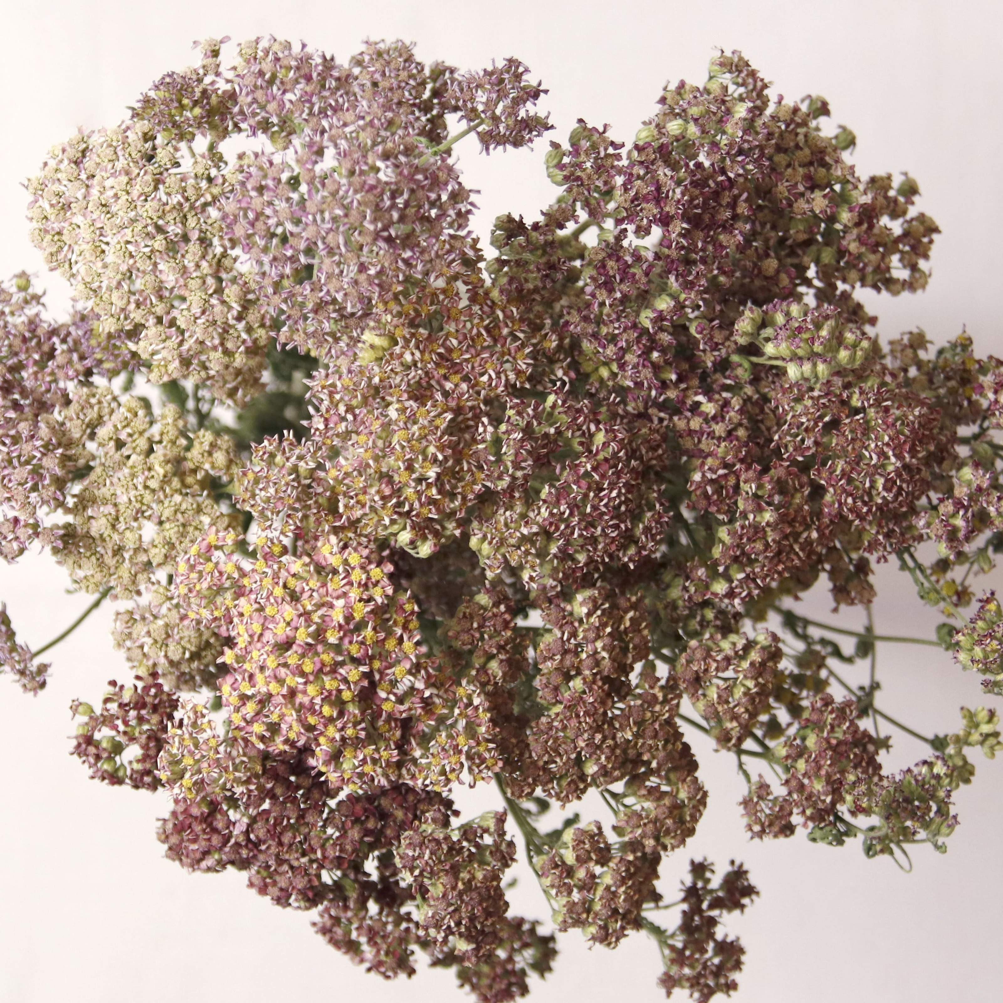 Achillée violet séchée