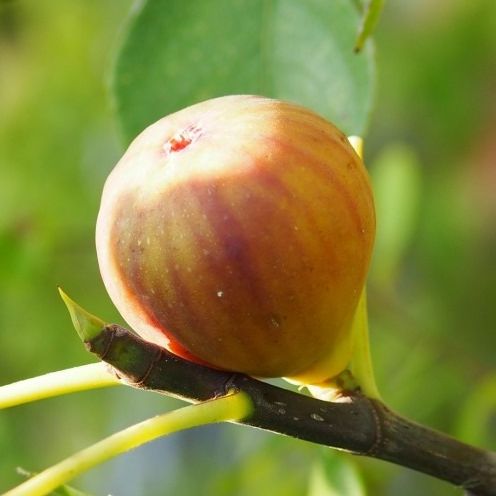 Figuier 'Madeleine des deux saisons’ Pot 3L