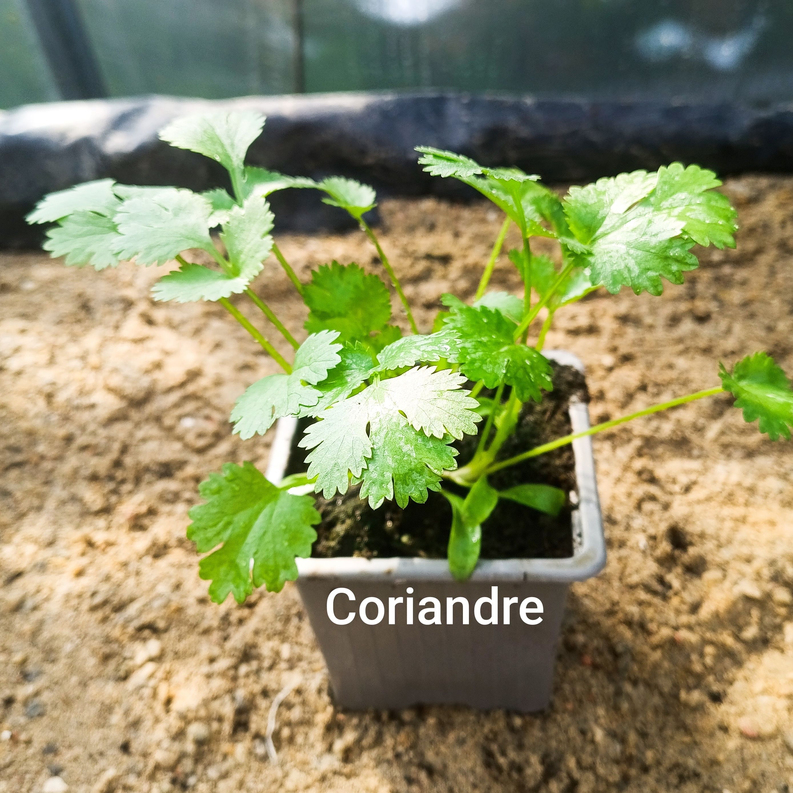 Plant aromatique - coriandre