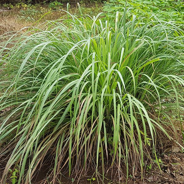 Plant Citronnelle de Madagascar "cymbopogon citratus" bio