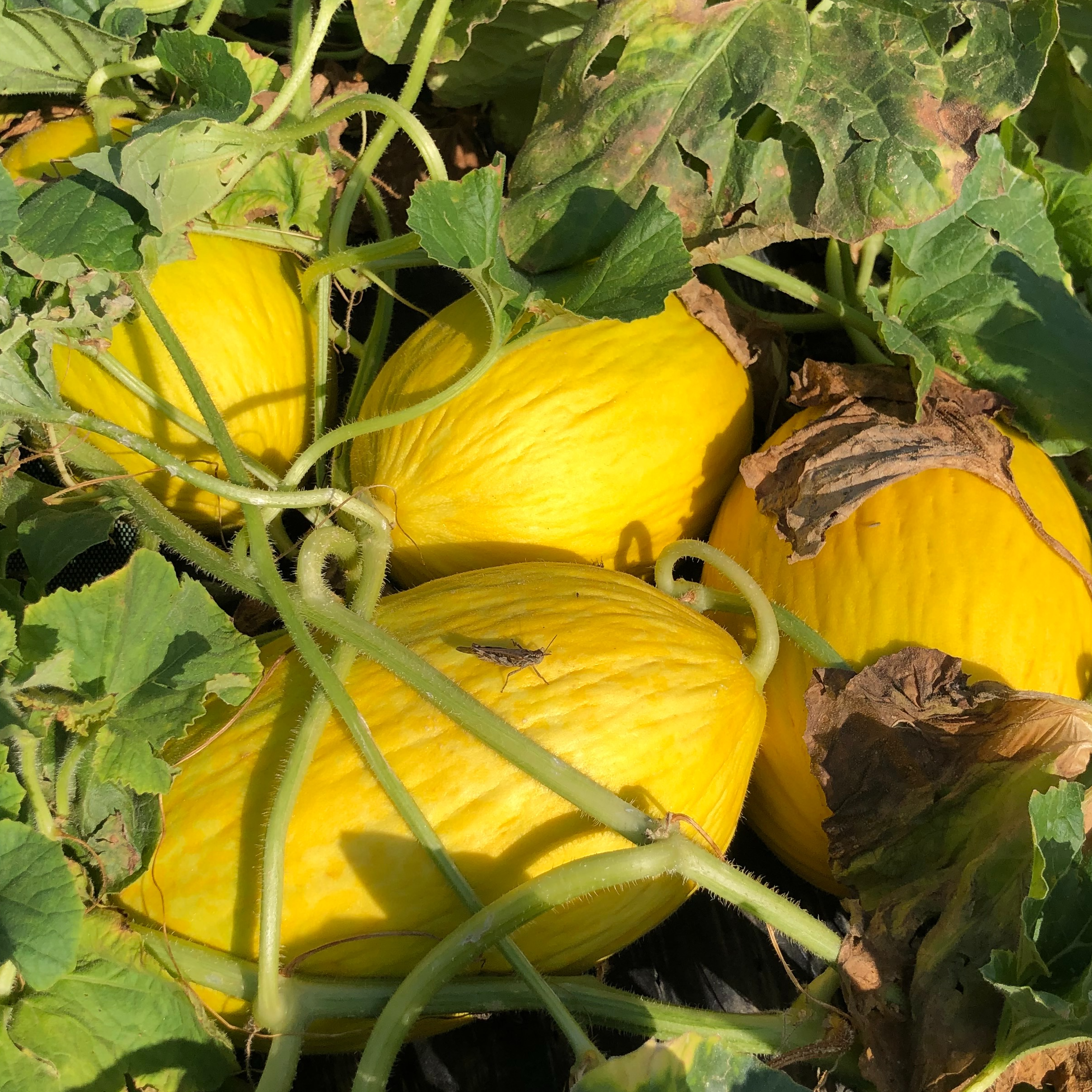 Melon Jaune Canari (+ de 2kg)