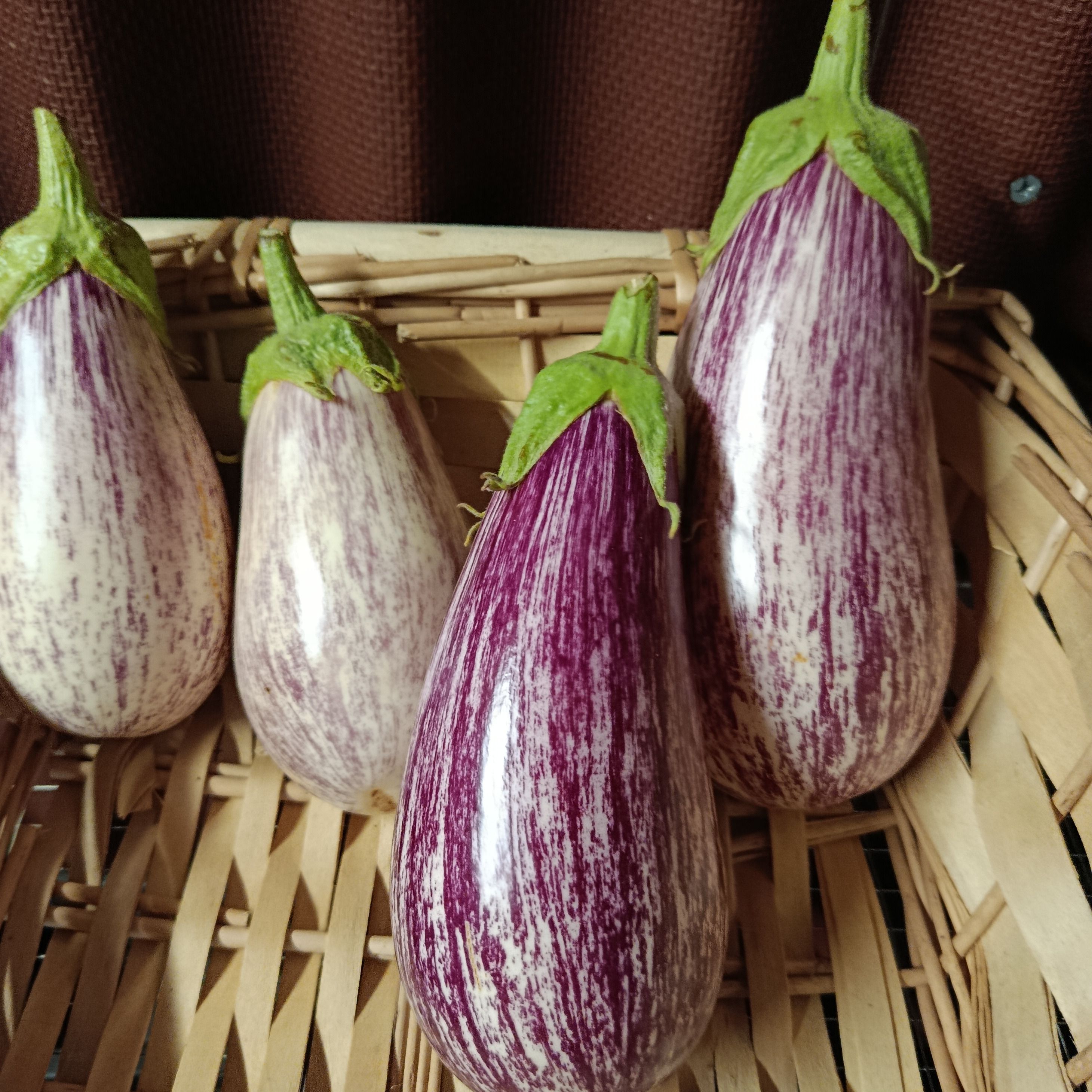 Aubergine Anina