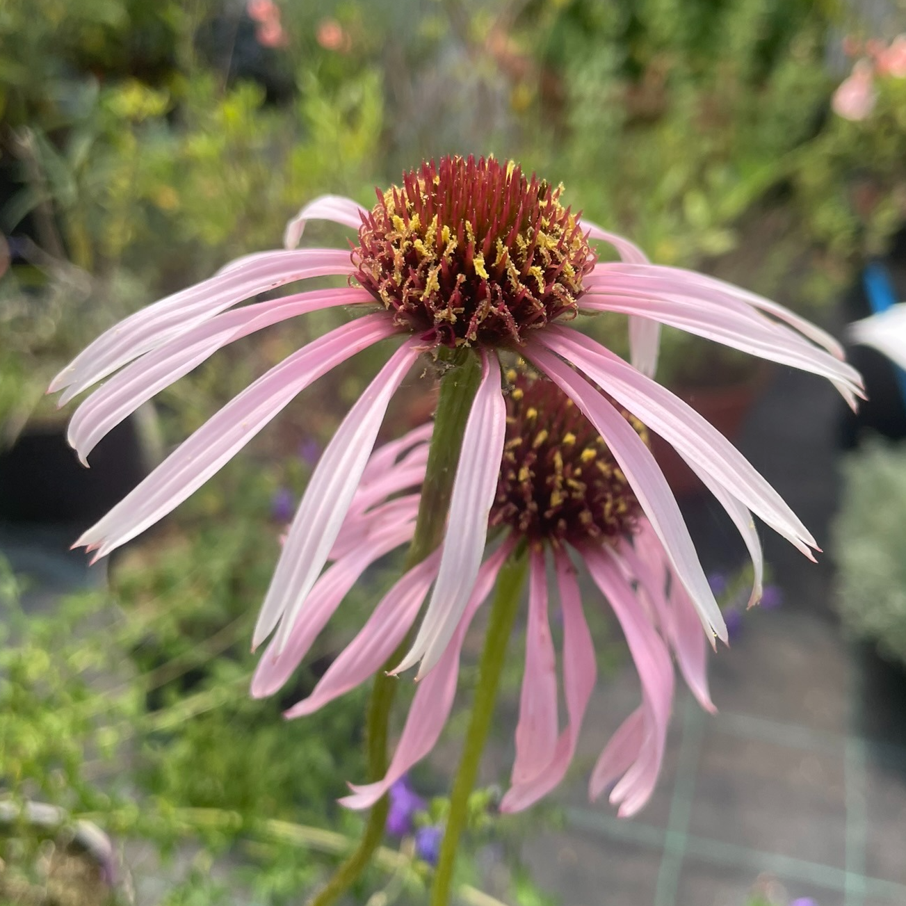 Echinacea pallida