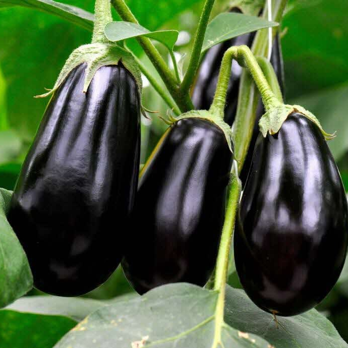 Aubergine noire - 500g