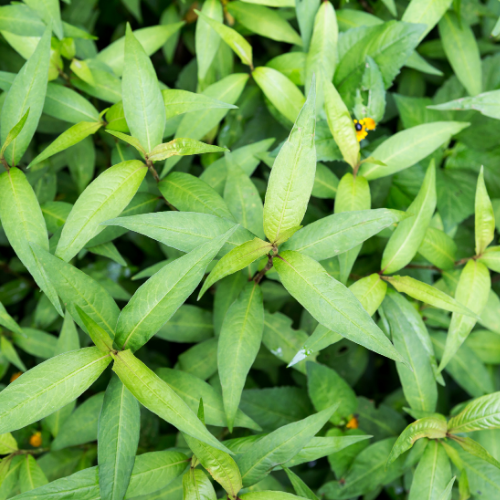 CORIANDRE VIETNAMIENNE Bio