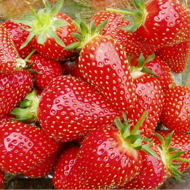 Fraisier Candiss (non remontant) en godet 8 cm