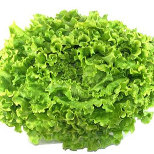 Plant - salade / lot de 6 batavia verte