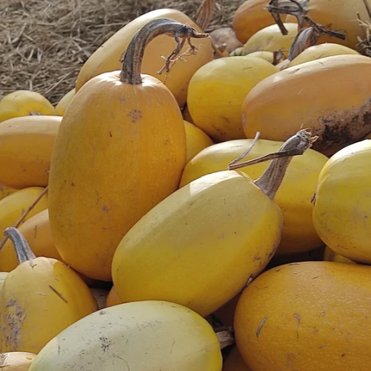 Courge Spaghetti - 1,2kg