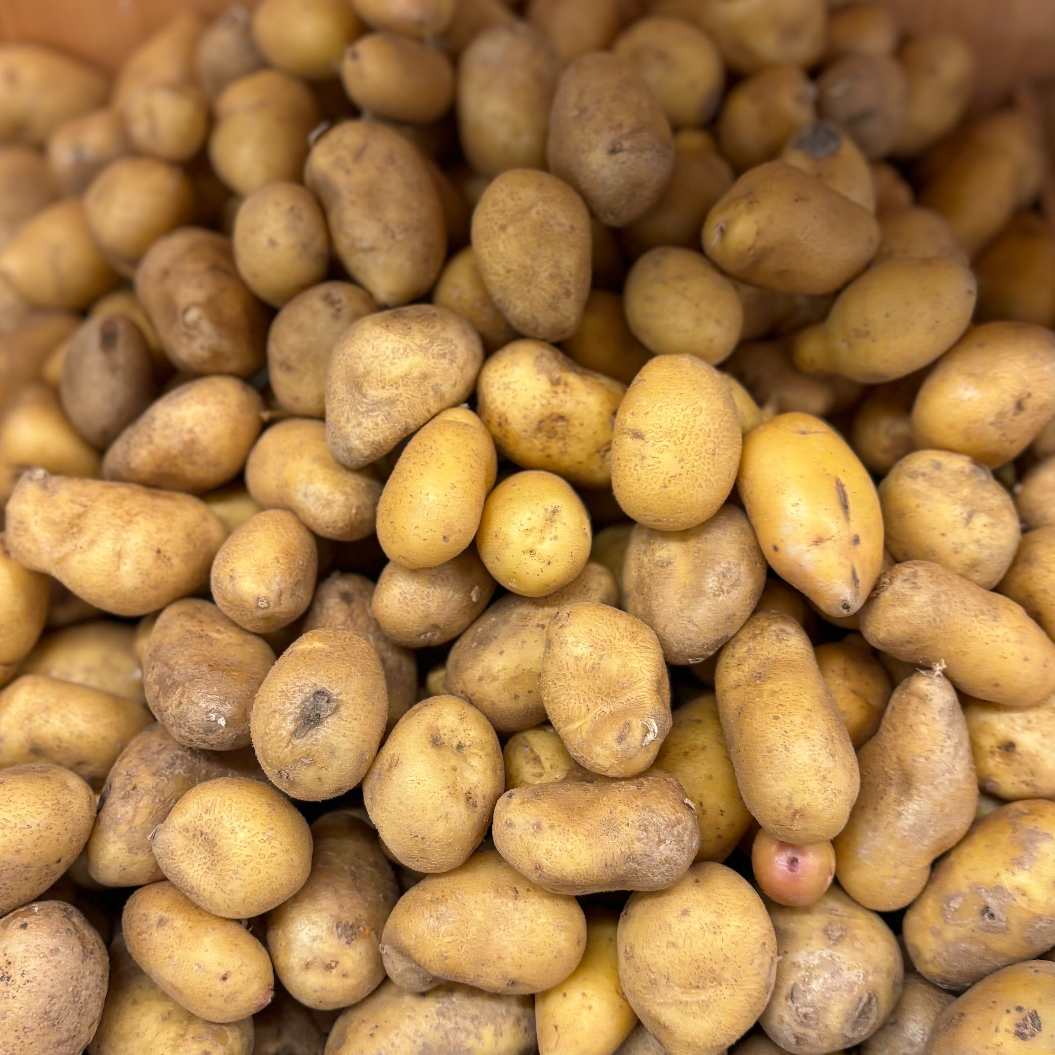 Pomme de terre "Grenaille" Bio