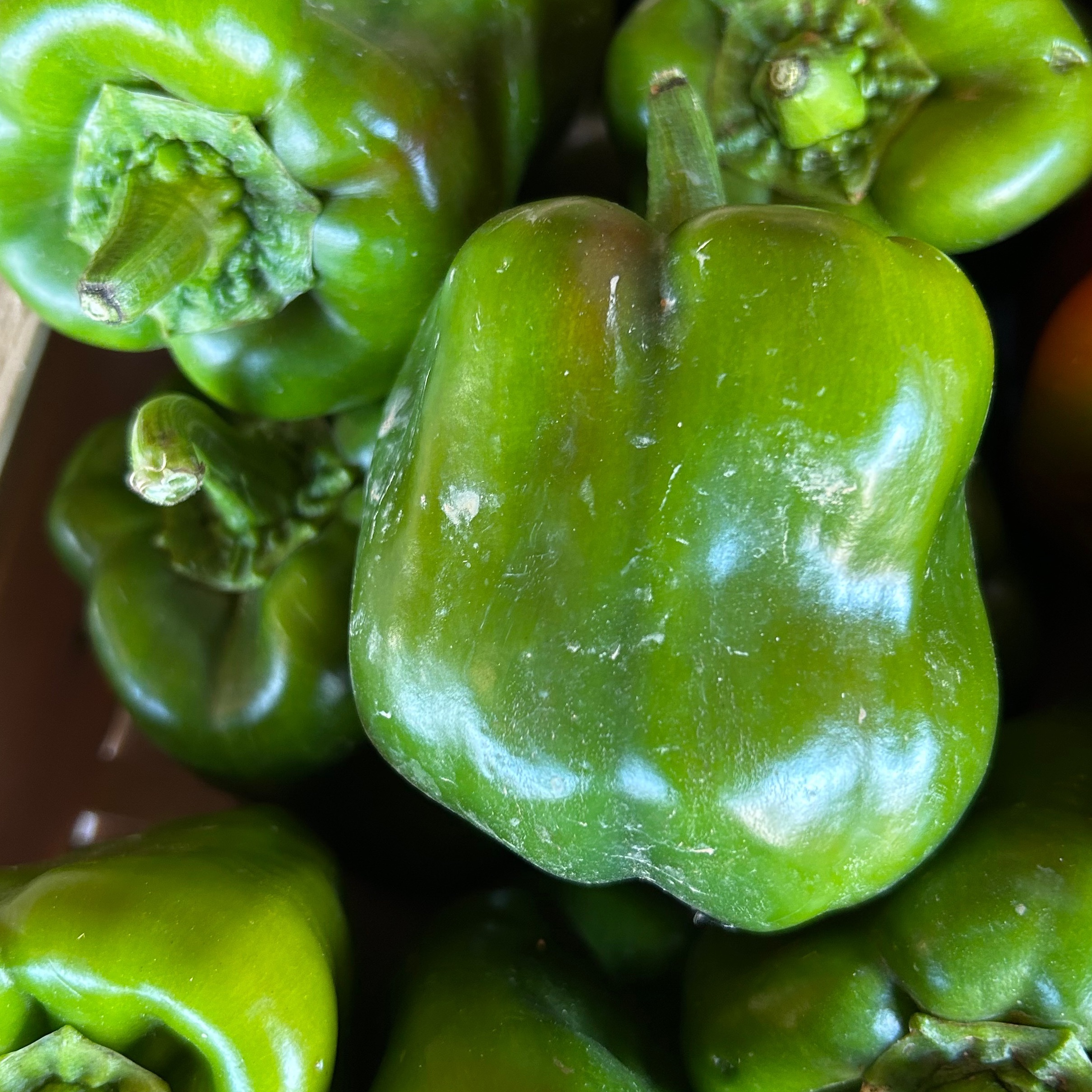 POIVRON VERT - PRODUCTION