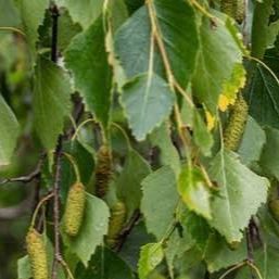 Bouleau pleureur - Betula pendula "Youngii"