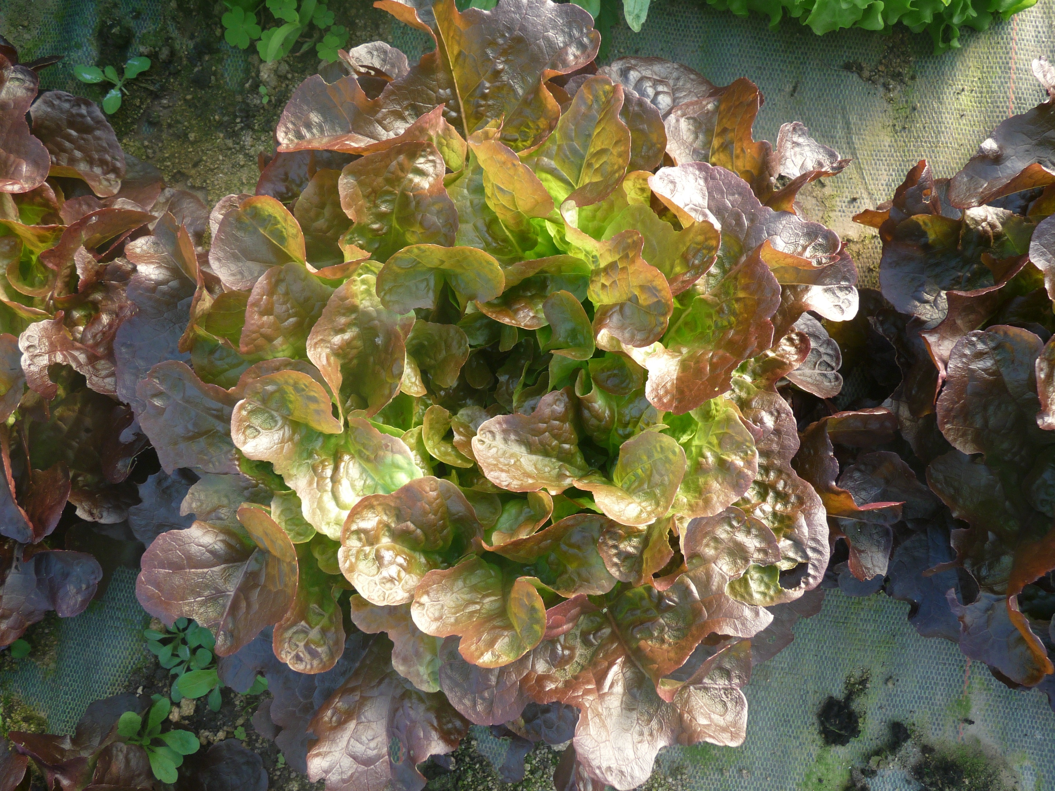 Feuille de chêne brune