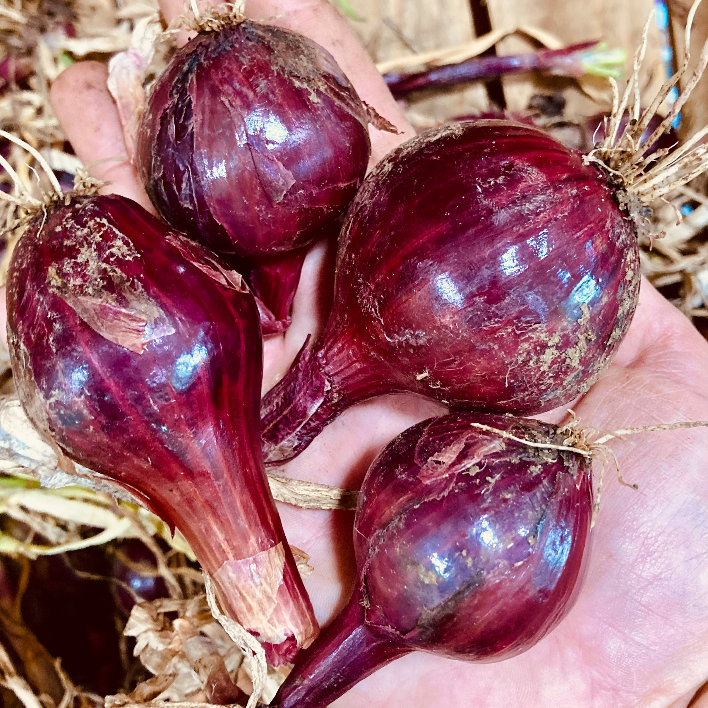 Oignon Rouge (Kg)