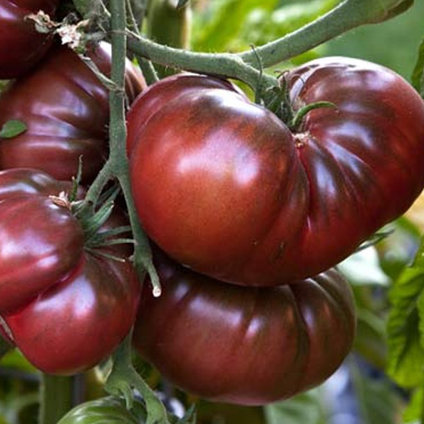 Tomate Noire de Crimée