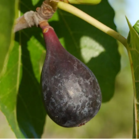 Figuier Noire de Caromb