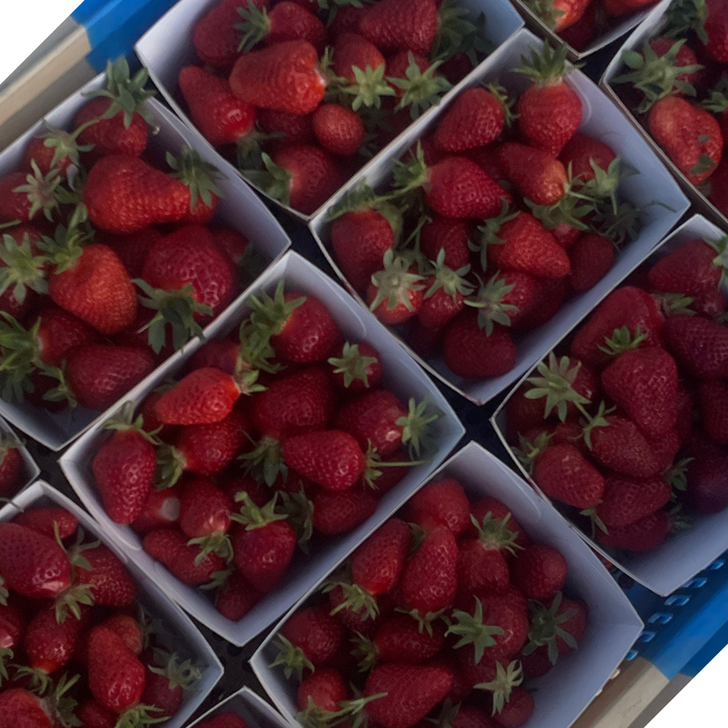 Fraises - 500g