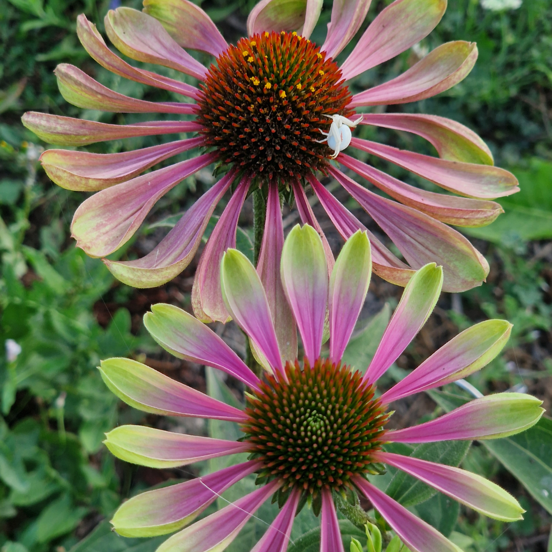 Echinacea ‘Green Twister’