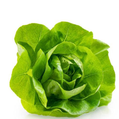 Laitue beurre pommée