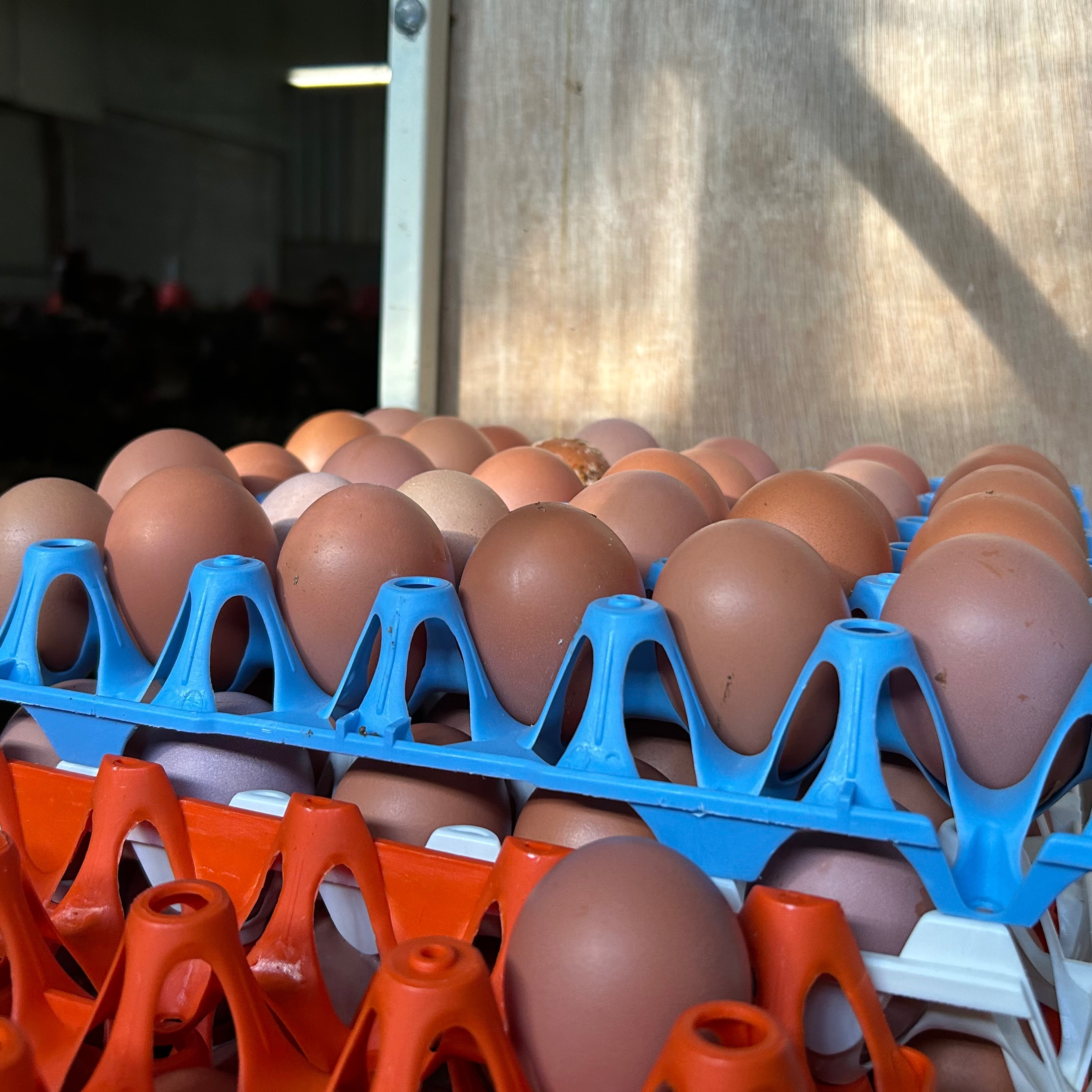 Oeufs (boite de 6)