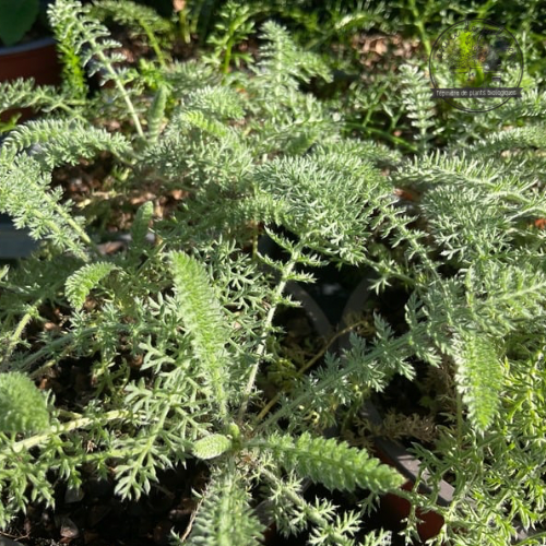 ACHILLÉE À FEUILLES DE CRISTE MARINE Bio
