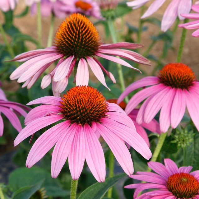 Plant Echinacéa Pourpre Bio - 650g