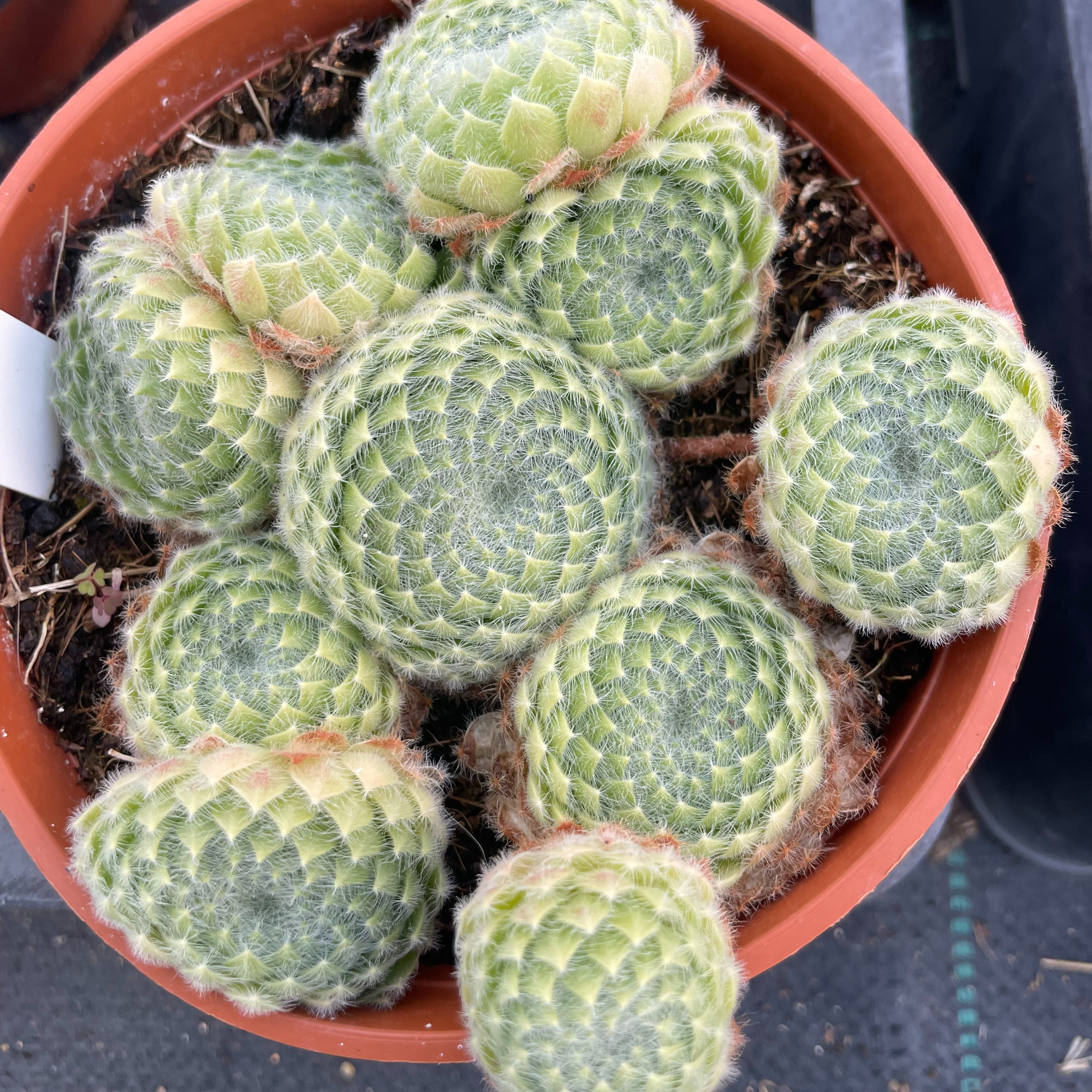 Sempervivum ciliosum var. borisii