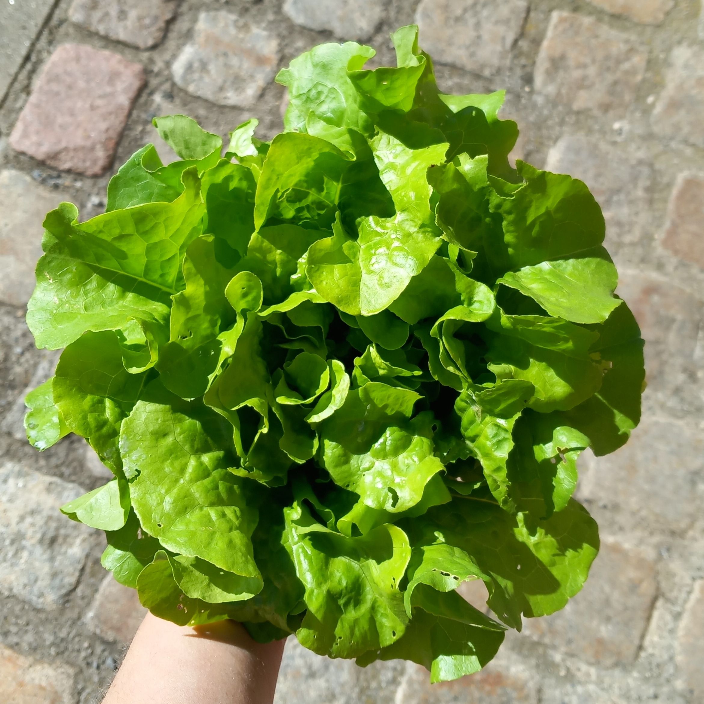 Salade Feuille de chêne verte