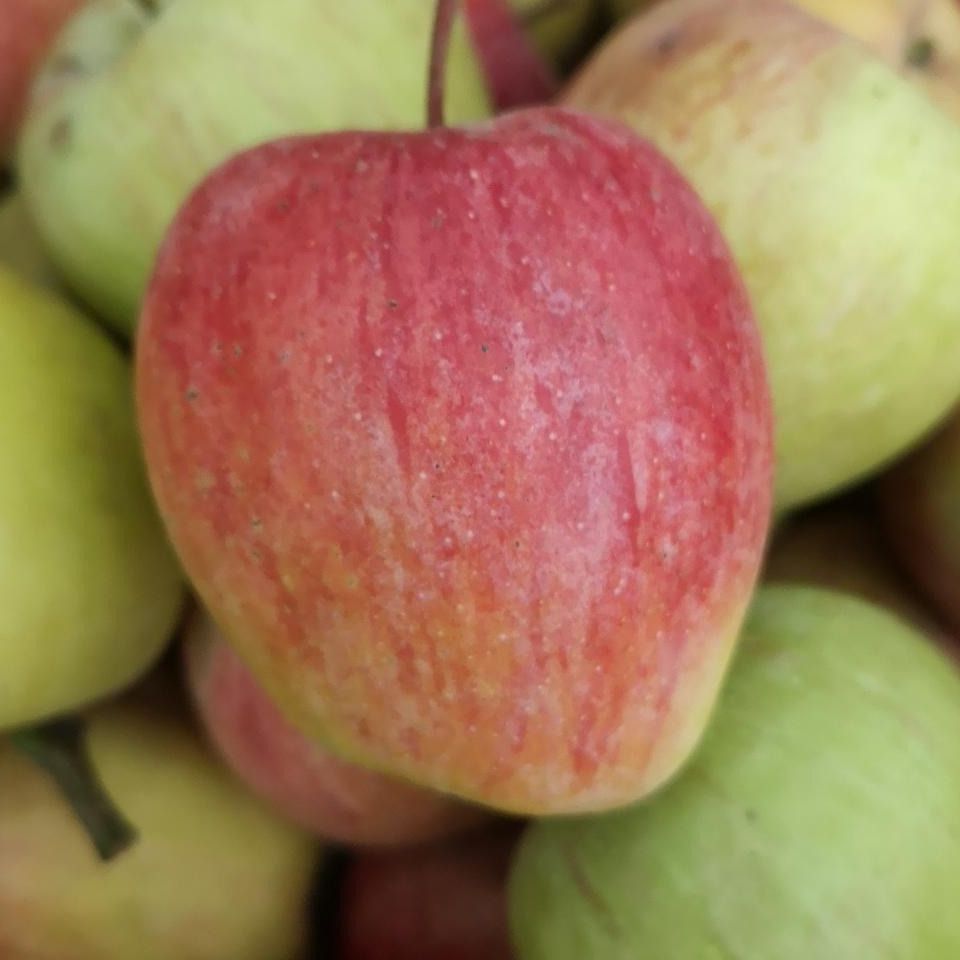 Pomme Jolibois (Clos de Rochy) - kg