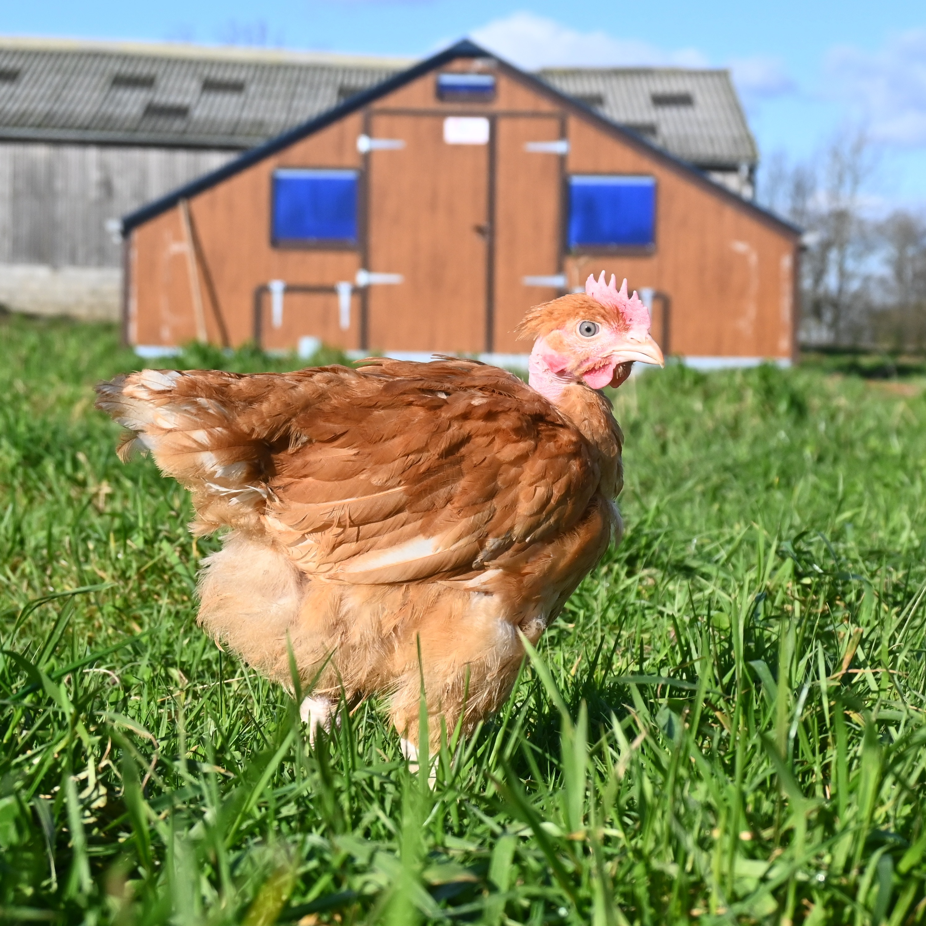 Poulet démarré de 5-6 semaines