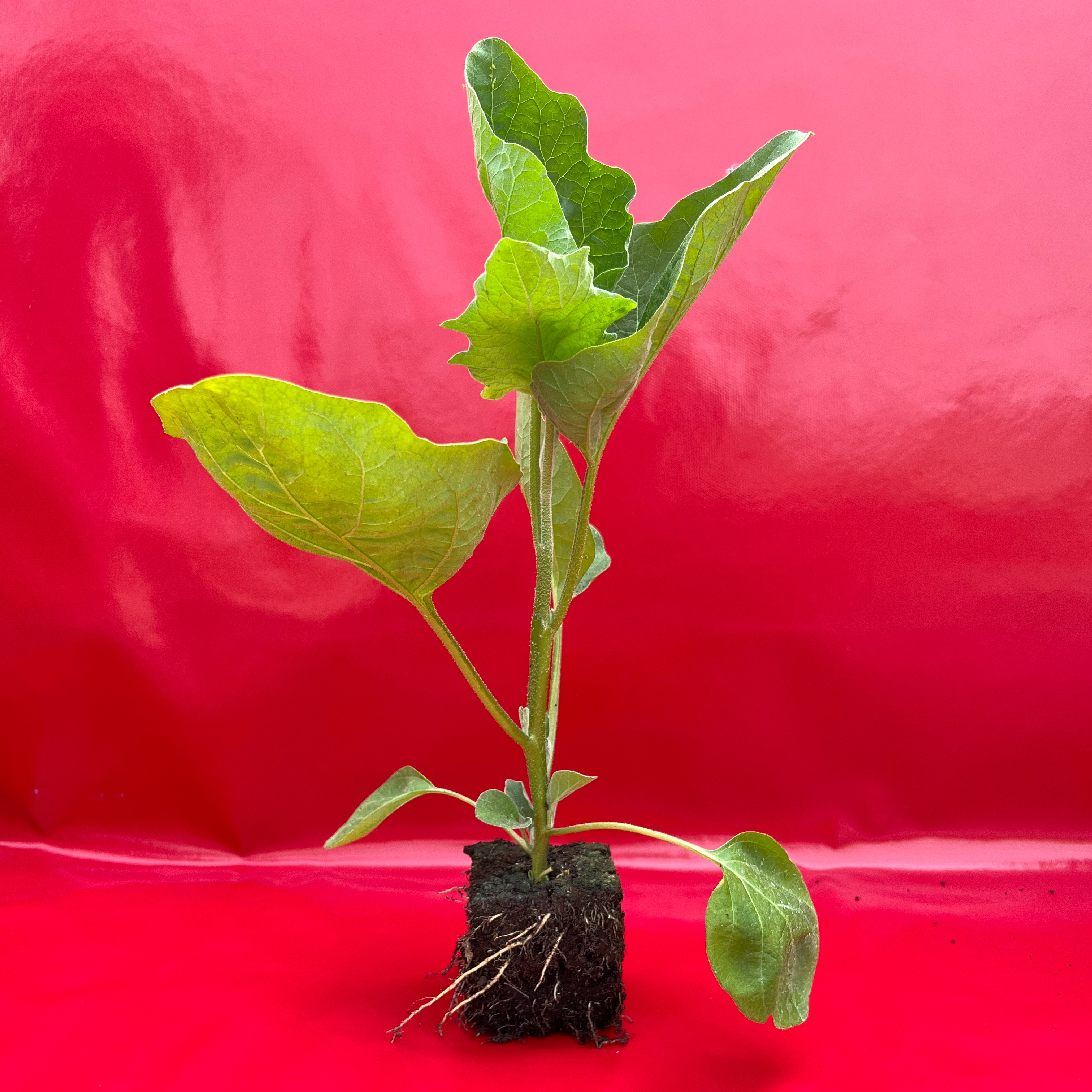 Plant Aubergine Striée Bio - 300g