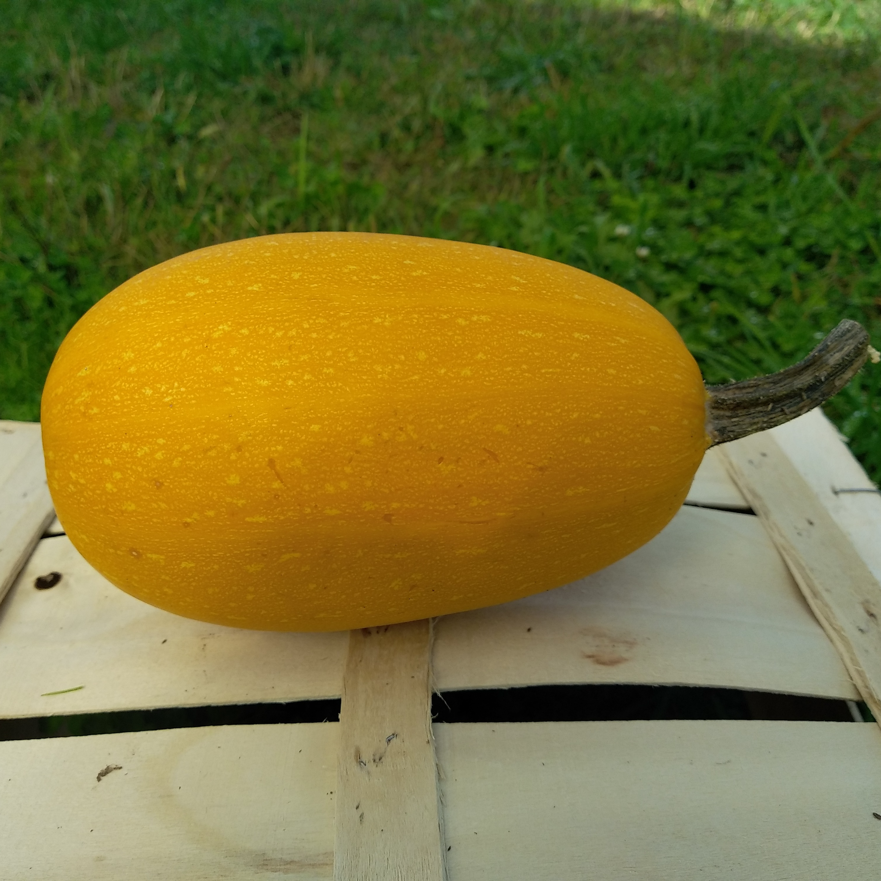 Courge spaghetti - 1,3kg
